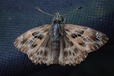 Carcharodus alceae