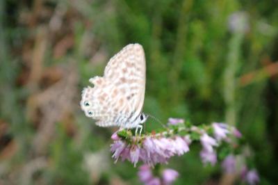 Leptotes pirithous