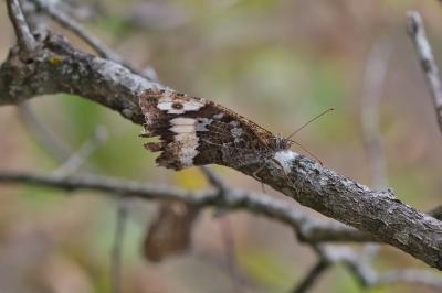 Brintesia circe