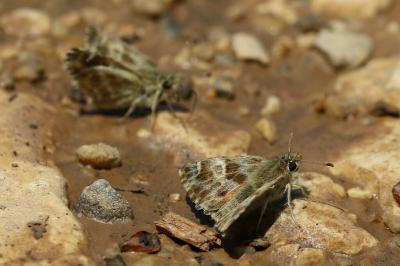 Muschampia baeticus