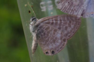 Leptotes pirithous