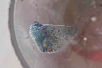 Polyommatus icarus