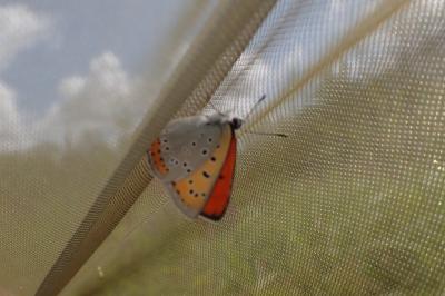 Lycaena dispar