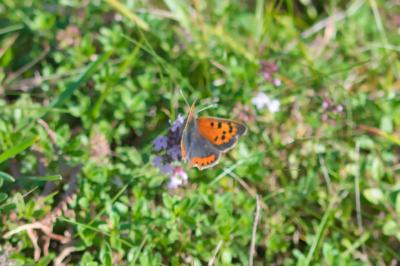 Lycaena phlaeas