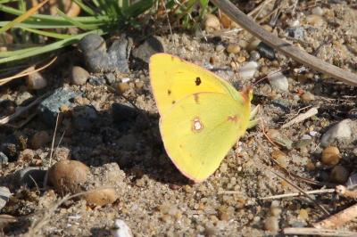 Colias crocea