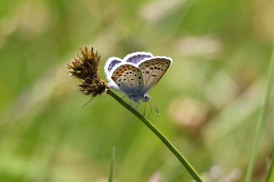 Plebejus argus