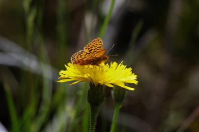 Boloria selene