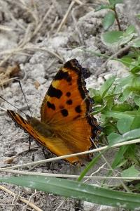 Nymphalis polychloros