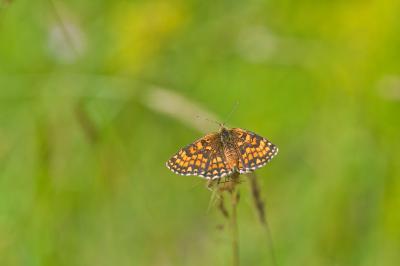 Melitaea athalia