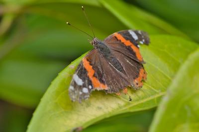 Vanessa atalanta
