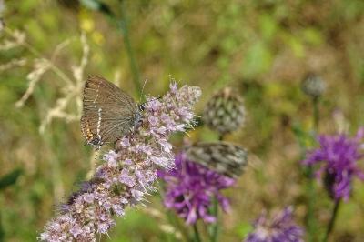Satyrium spini