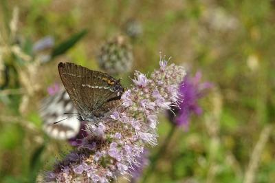Satyrium spini
