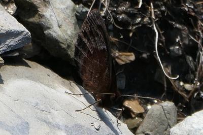 Erebia pronoe