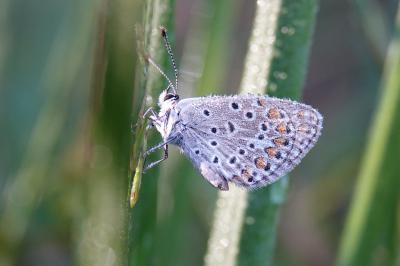 Polyommatus icarus