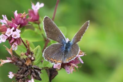 Plebejus argyrognomon
