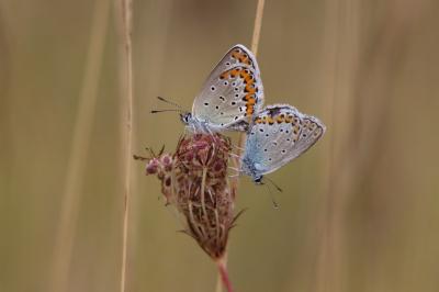 Plebejus argyrognomon