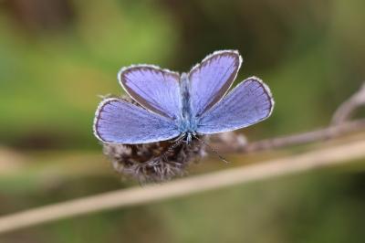 Plebejus argyrognomon