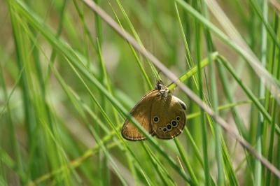 Coenonympha oedippus