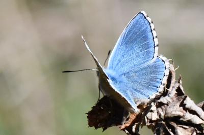 Lysandra bellargus
