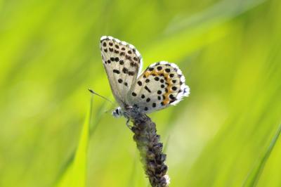 Scolitantides orion