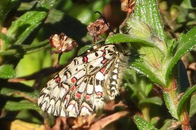 Zerynthia rumina