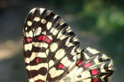Zerynthia rumina