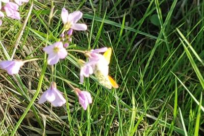 Anthocharis cardamines