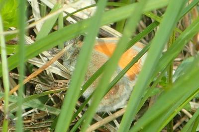 Coenonympha pamphilus