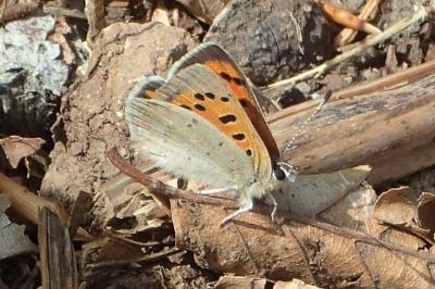 Lycaena phlaeas