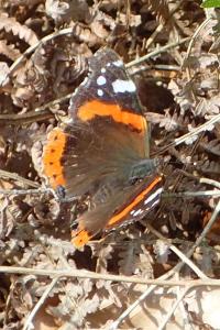 Vanessa atalanta