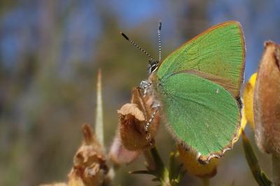 Callophrys rubi