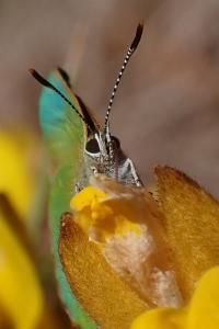 Callophrys rubi
