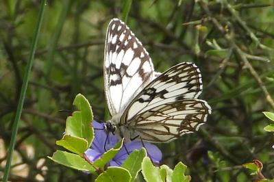 Melanargia galathea