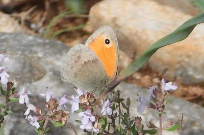 Coenonympha pamphilus