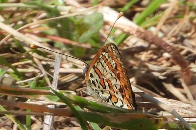 Melitaea didyma