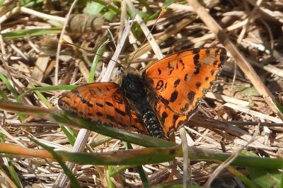 Melitaea didyma