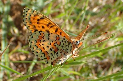 Melitaea didyma