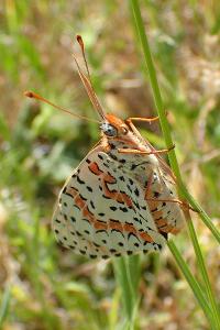 Melitaea didyma