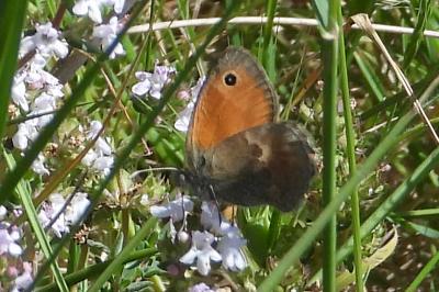 Coenonympha pamphilus