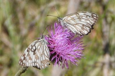 Melanargia occitanica