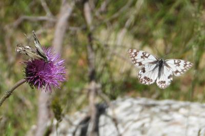 Melanargia occitanica