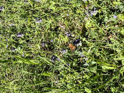 Vanessa cardui