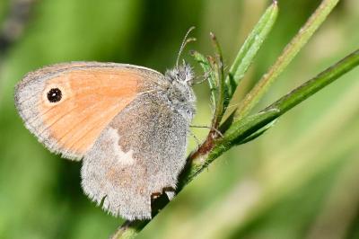 Coenonympha pamphilus