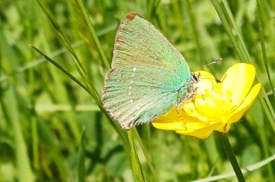 Callophrys rubi