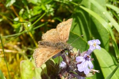 Erynnis tages