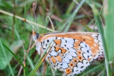 Melitaea cinxia