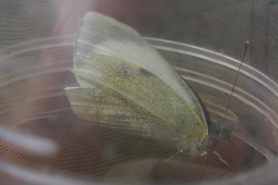 Pieris rapae