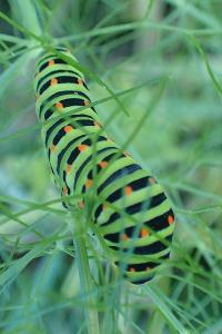 Papilio machaon
