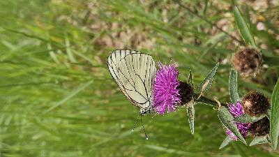 Aporia crataegi