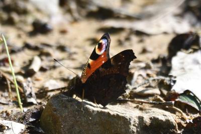 Aglais io